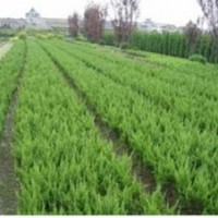 供应：小龙柏，金叶女贞，红叶小檗，蜀桧，红叶石楠苗，等苗木。