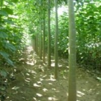 低价供应一年生速生杨树苗