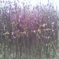 紫白玉兰苗批发3.5元一棵