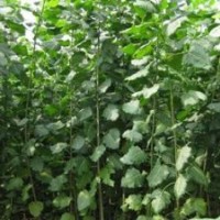 低价出售大量一年生速生杨树苗