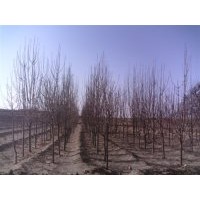 八棱海棠树苗，成品苗