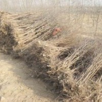 枣树苗热购中