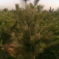 供应造林绿化类苗木油松