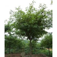 供应泸州黄葛树，黄葛树图片