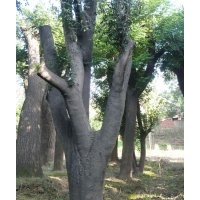 大皂荚