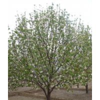 八棱海棠树 特技供应