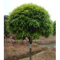 丹桂|八月桂|湖南桂花品种