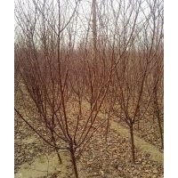 北京那里有出售樱花的 那里有紫丁香出售