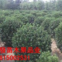 大叶黄杨球价格65-75元上车