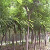 江西国槐 国槐价格 国槐基地