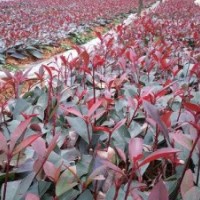供应红叶石楠扦插苗