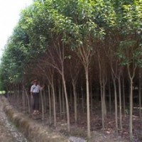 大叶女贞基地大叶女贞价格济南大叶女贞