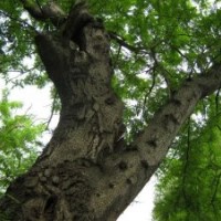 供应20-70公分皂荚树5000棵