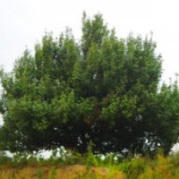 长期供应八棱海棠树 规格齐全 质量优 信誉高