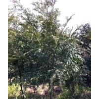 红豆杉苗木盆景有售