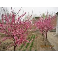 批售红叶李，榆叶梅，冬青，桧柏，龙柏