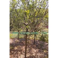 供应垂丝海棠、垂丝海棠苗木价格优惠-最便宜的垂丝海棠基地