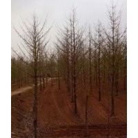 常年低价供应15公分银杏树