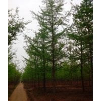 常年低价供应18公分银杏树