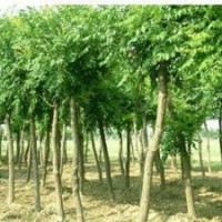 誉扬苗木基地供栾树，小苗，种子 栾树,栾树小苗,栾树种子