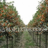 丹桂,朱砂桂,八月桂