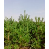 1--2米高樟子松定植树苗