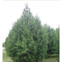 绿化苗木 果树苗木 国槐 白皮松 侧柏 【山货；圃货】