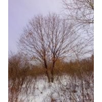 五角枫 拧劲槭 蒙古栎