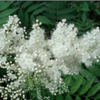 供应珍珠梅，潢川珍珠梅，2013珍珠梅报价