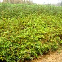供应大红袍花椒苗 红叶小檗 金叶女贞 白蜡 柳树 西府海棠