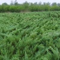 大量现货批售塔柏.蜀桧.北京桧.洒金柏.龙柏.