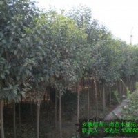 安徽肥西出售2-18公分全冠高杆女贞，高杆女贞当年小苗