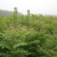 基地直销栾树.紫叶李.紫薇.樱花.银杏.合欢.垂柳.