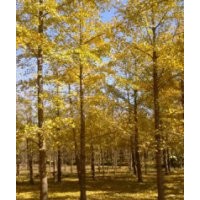 5到80公分银杏树 基地直销