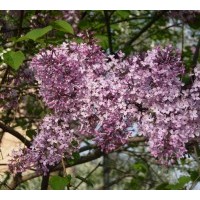 丁香树——山西金源丁香树种植基地、丁香树价格