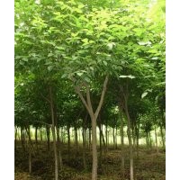 安徽重阳木、乌桕、广玉兰、白玉兰、水杉、大叶女贞、桂花