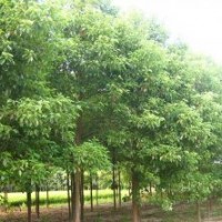 移栽三年的50-80公分的香泡树出炉了，火热供应中