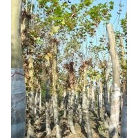 供应法国梧桐