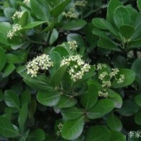 丰花月季、洒金柏、剑麻、红叶女贞