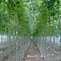 大量供应速生柳、国槐、垂柳、合欢、栾树等各种规格绿化苗木