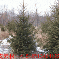 东北绿化苗木种子办事处桃叶卫矛,云杉,东北连翘