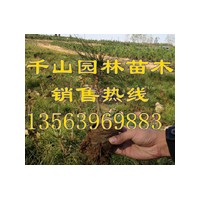 供应山东油松白袋苗，油松裸根苗