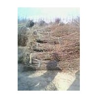 枣树苗专业供应