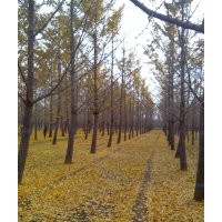 银杏苗木 基地供应 基地看树 现场挖树 规格齐全