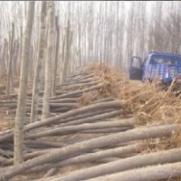 国槐小苗价格低