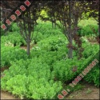 因为叶子而得名的紫叶李