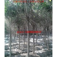 肥西供应各种绿化苗木 大规格乔灌木