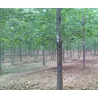 供应各种规格的银杏树，银杏盆景