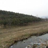 龙柏,黑松,刺槐苗木供应