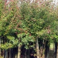 低价出售3--8公分三角枫